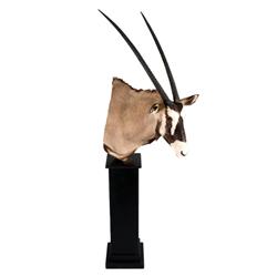 Wonderful shoulder mounted Beisa Oryx