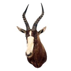 South African Blesbok
