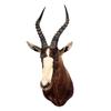 Image 1 : South African Blesbok