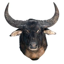 Excellent water buffalo shoulder mount