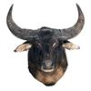 Image 1 : Excellent water buffalo shoulder mount