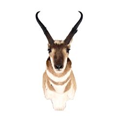 North American Antelope shoulder mount