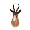 Image 1 : South African Bontebok