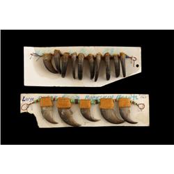 Collection of 15 Black Bear Claws