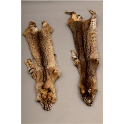Two Bobcat pelts