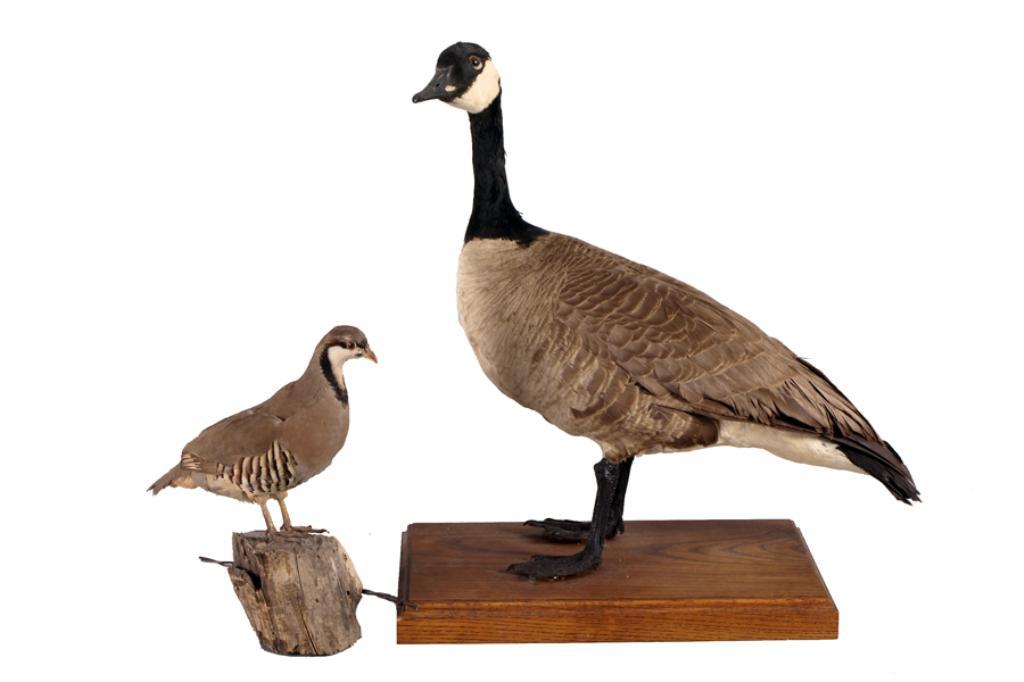 Canadian goose mount on oak base and