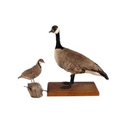 Canadian goose mount on oak base and