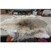 Image 1 : Beautiful Wolf Hide 36"x 48" -Excellent Condition