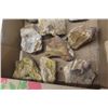 Image 2 : Flat Box of 12+ Petrified Wood Pieces