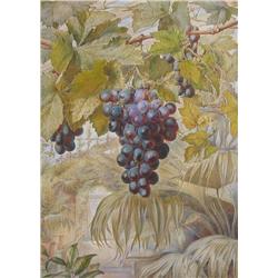 Thomas Lindsay Grapes in Greenhouse