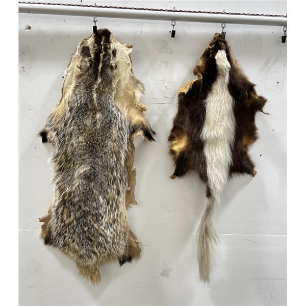 Taxidermy Skunk and Badger Fur Hides