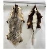 Taxidermy Skunk and Badger Fur Hides