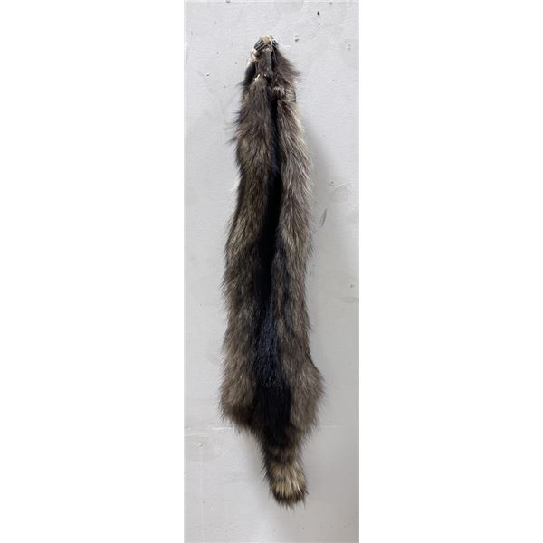 Montana Taxidermy Raccoon Pelt #59