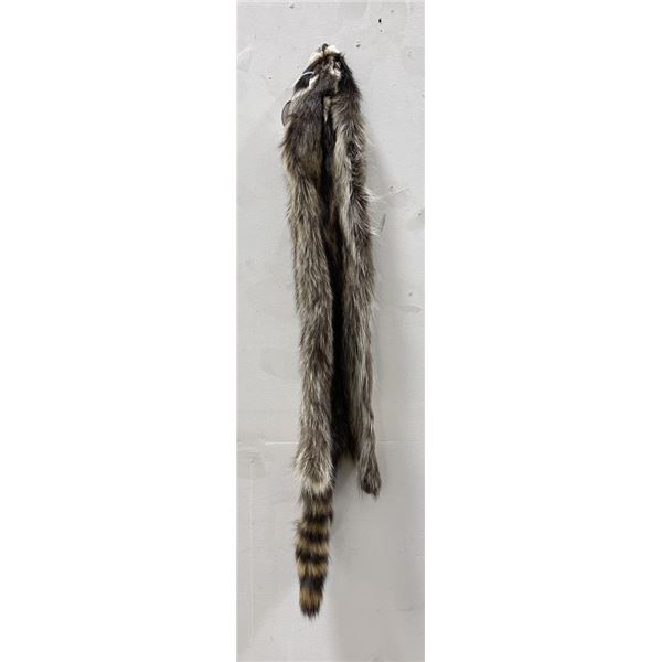 Montana Taxidermy Raccoon Pelt #60