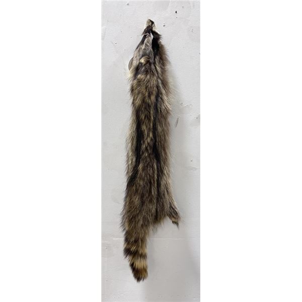 Montana Taxidermy Raccoon Pelt #58