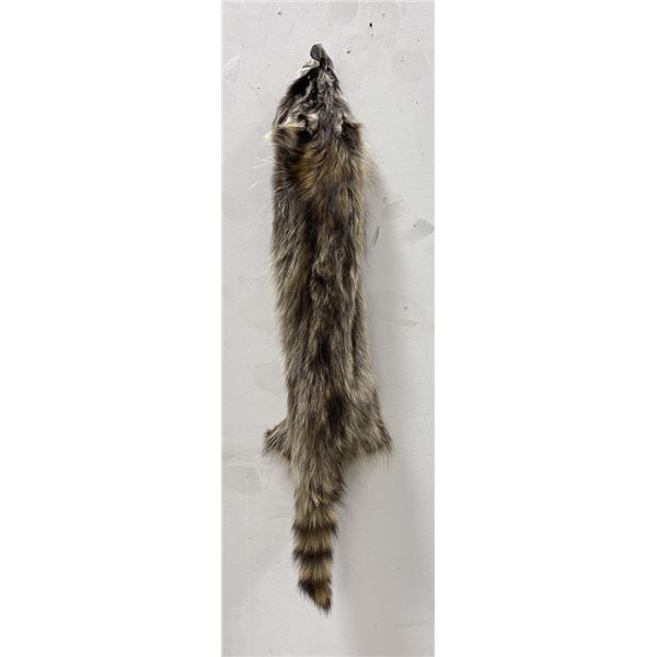 Montana Taxidermy Raccoon Pelt #54
