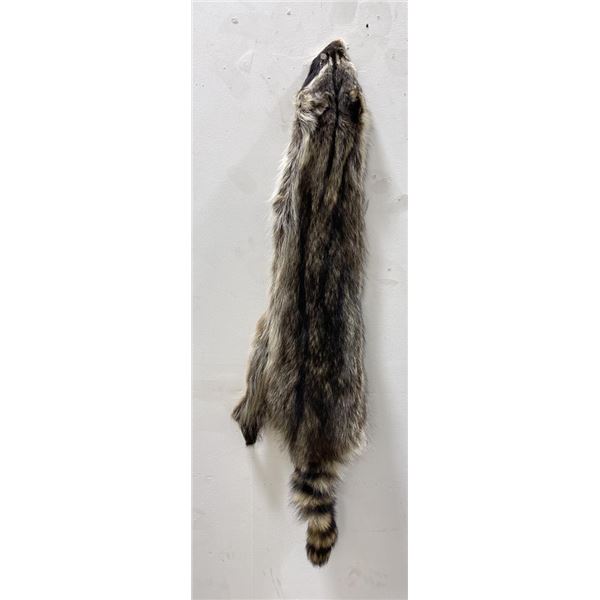 Montana Taxidermy Raccoon Pelt #56
