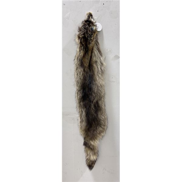 Montana Taxidermy Raccoon Pelt #51