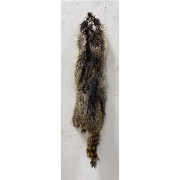 Montana Taxidermy Raccoon Pelt #44