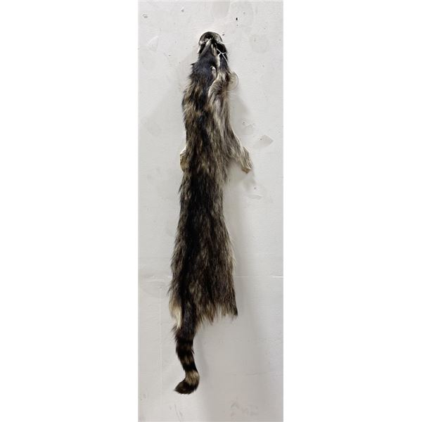 Montana Taxidermy Raccoon Pelt #55