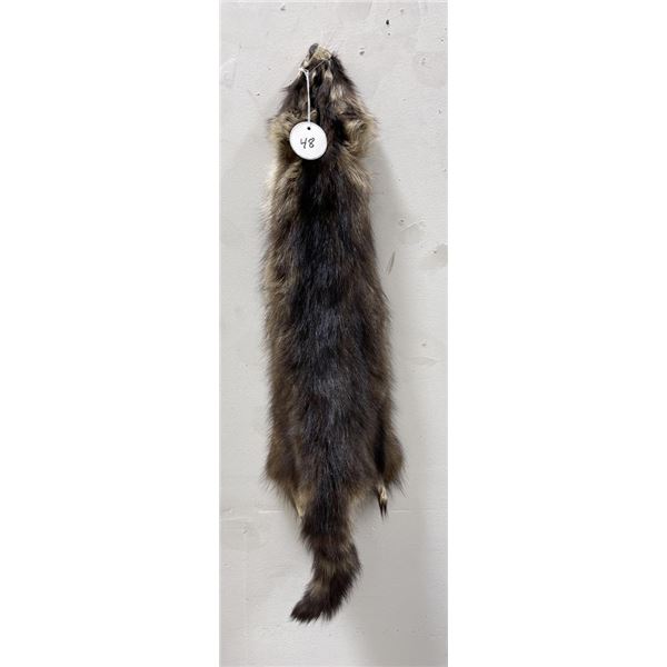 Montana Taxidermy Raccoon Pelt #48