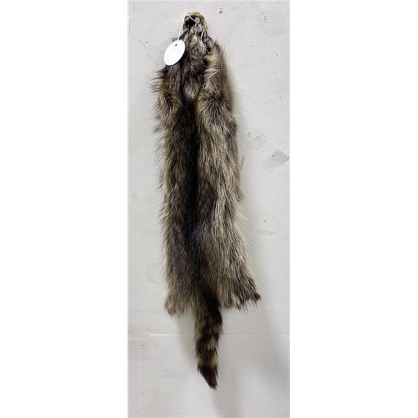 Montana Taxidermy Raccoon Pelt #46