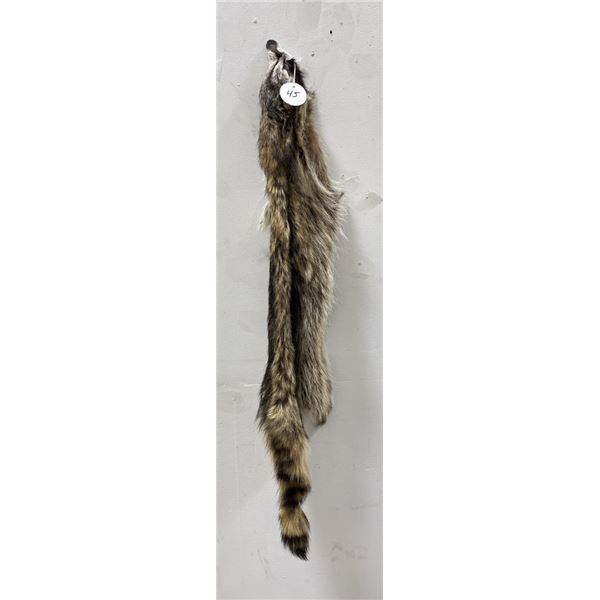 Montana Taxidermy Raccoon Pelt #45