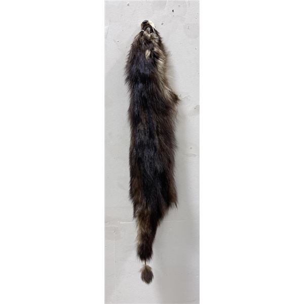 Montana Taxidermy Raccoon Pelt #37
