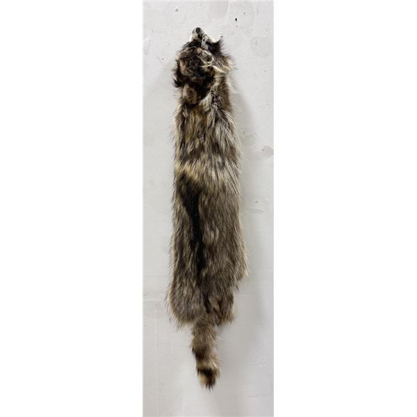 Montana Taxidermy Raccoon Pelt #43