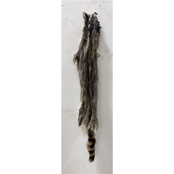 Montana Taxidermy Raccoon Pelt #42