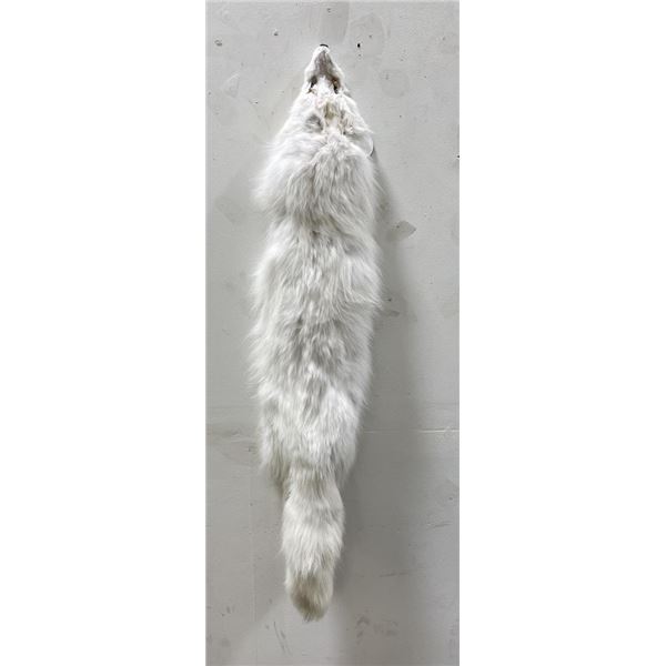 Beautiful Arctic Fox Fur Pelt Taxidermy #38