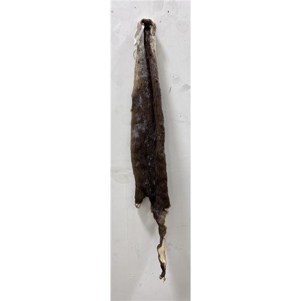 Ohio Taxidermy Otter Hide Pelt Fur #100