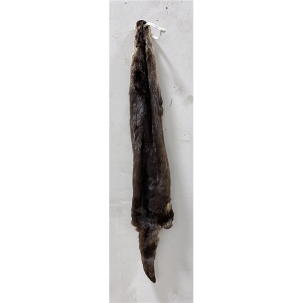 Ohio Taxidermy Otter Hide Pelt Fur #99