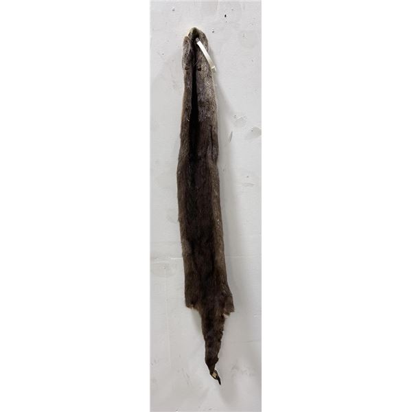 Ohio Taxidermy Otter Hide Pelt Fur #104