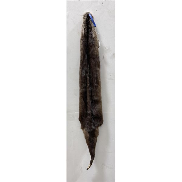 Ohio Taxidermy Otter Hide Pelt Fur #103