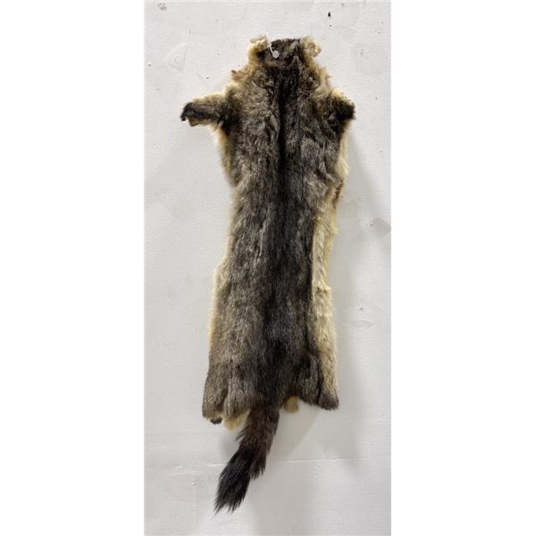 Taxidermy Marmot Pelt Hide Pelt #102