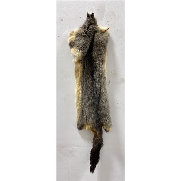 Taxidermy Marmot Pelt Hide Pelt #94