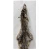 Image 2 : Beautiful Alaskan Lynx Fur Pelt Taxidermy #23