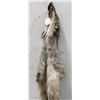 Image 5 : Beautiful Alaskan Lynx Fur Pelt Taxidermy #23