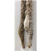 Image 6 : Beautiful Alaskan Lynx Fur Pelt Taxidermy #23