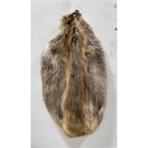 Montana Taxidermy Beaver Fur Pelt #13