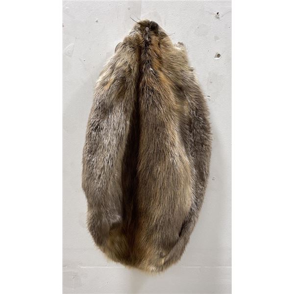 Montana Taxidermy Beaver Fur Pelt #3