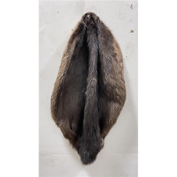 Montana Taxidermy Beaver Fur Pelt #6