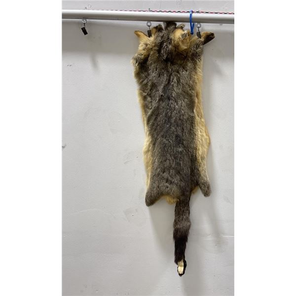 Taxidermy Marmot Pelt Hide Pelt #90