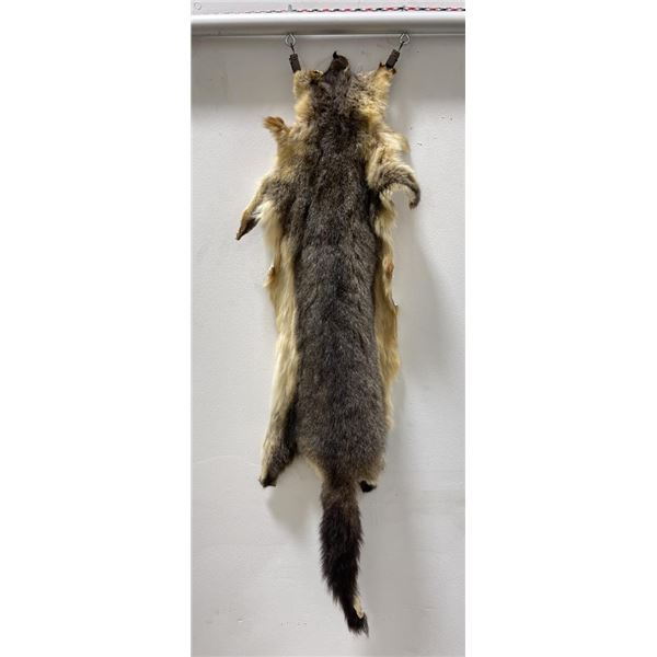 Taxidermy Marmot Pelt Hide Pelt #187
