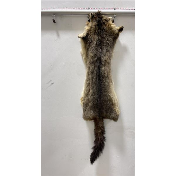 Taxidermy Marmot Pelt Hide Pelt #86