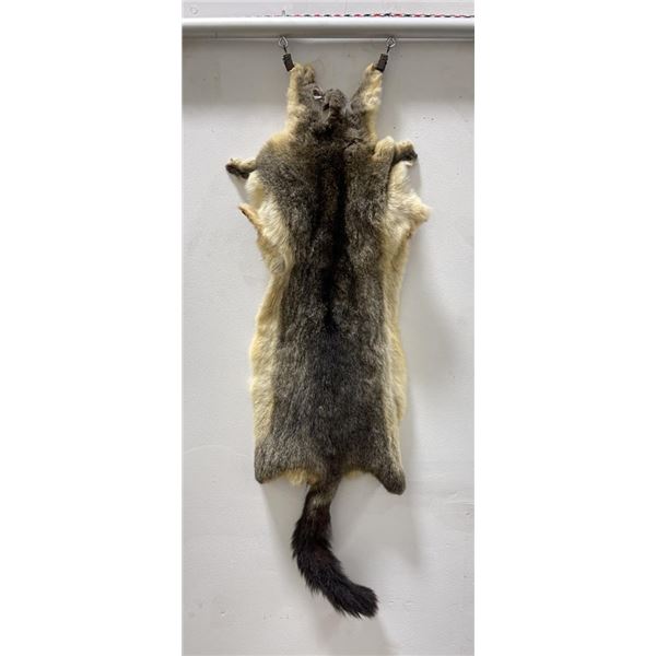 Taxidermy Marmot Pelt Hide Pelt #85