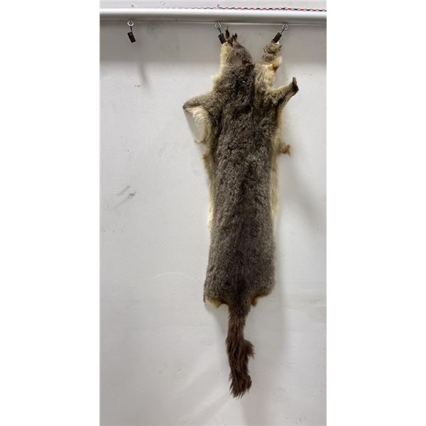 Taxidermy Marmot Pelt Hide Pelt #84