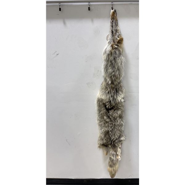 Montana Taxidermy Coyote Pelt #81