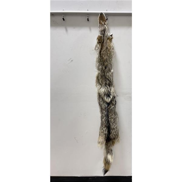Montana Taxidermy Coyote Pelt #79
